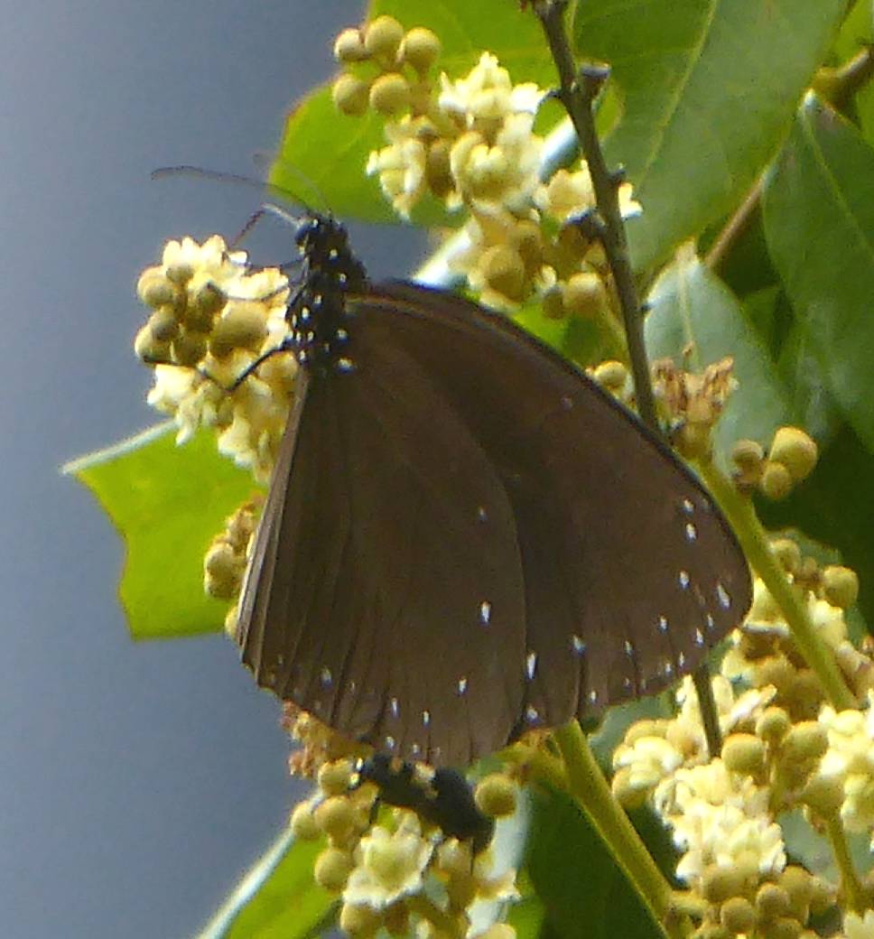 Euploea eunice hobsoni Euploea eunice hobsoni